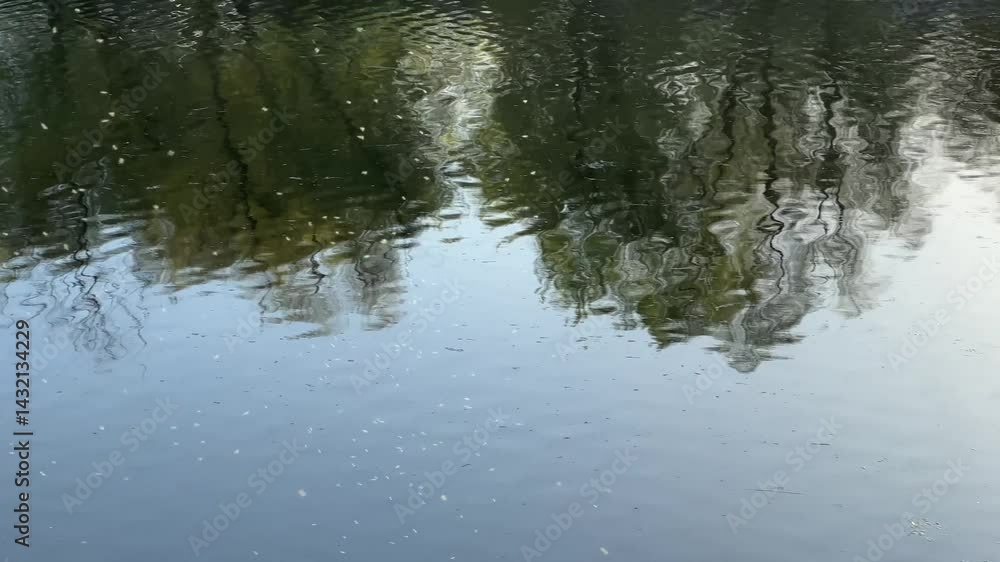 Ripples distorting tree reflections in water Ripples distorting tree reflections in water