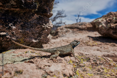 Wallpaper Mural paisaje en barrancas del cobre con lagartija Torontodigital.ca