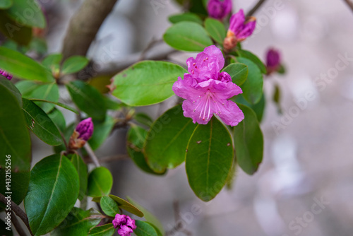 Azalea