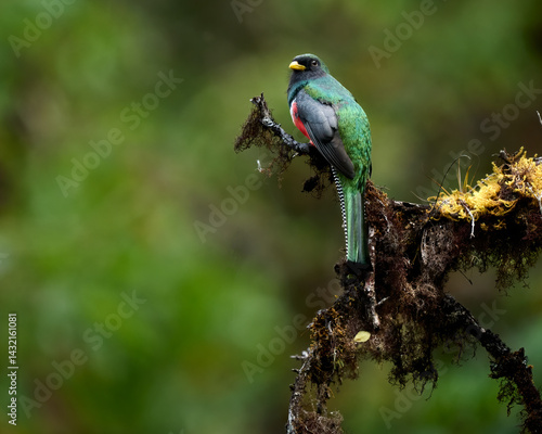Elegant Trogon, trogon elegans, beautifully perched on a branch in the southern Costa Rican rainforest. 