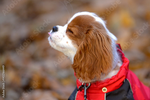 Canvas-taulu Smiling Cavalier King Charles Spaniel puppy wearing a red jacket outdoors in aut