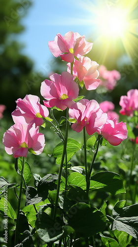 sweet pea flower