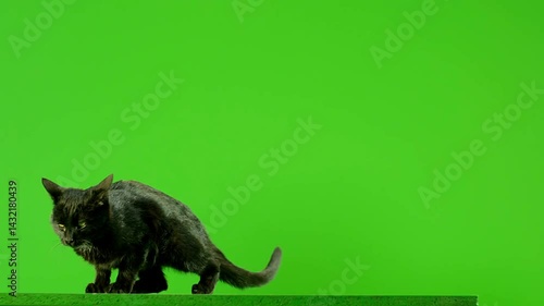 Black cat jumping against green screen. VFX effects