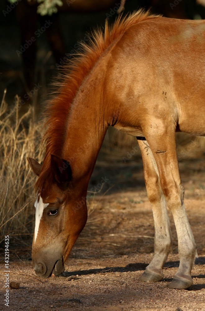 Fototapeta premium Wild Horse Colt
