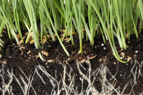 Green grass with roots in soil, closeup
