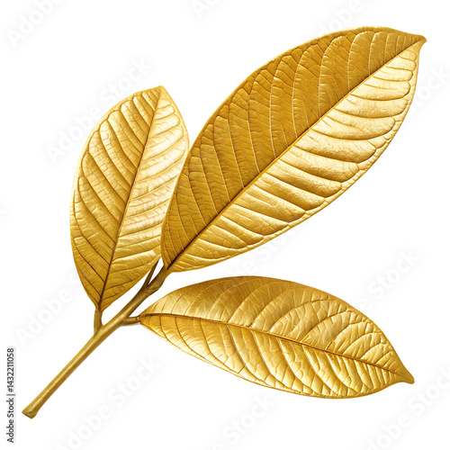 Golden guava leaves isolated on black background nature fine art decor