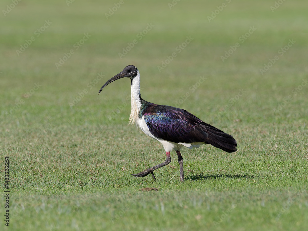 Naklejka premium Straw-necked Ibis (Threskiornis spinicollis) standing on a grass cricket field with highly iridescent plumage shining in the light.