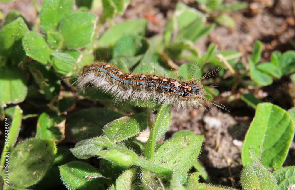 Blue tent caterpillar on plant background in Florida nature Blue tent caterpillar on plant background in Florida nature