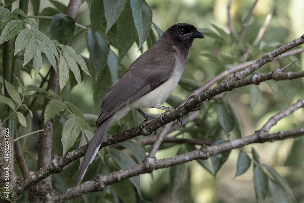 Obraz premium Brown jay on branch