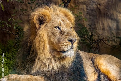 Fotografia Asiatic Lion