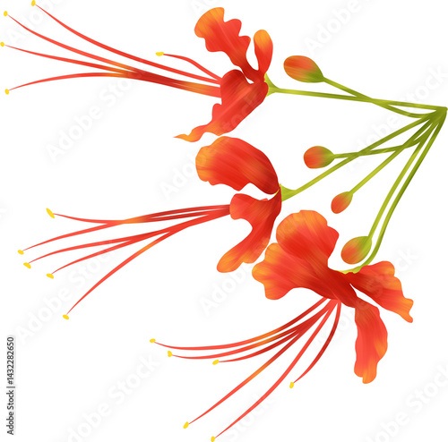 Beautiful Phoenix flower clipart 