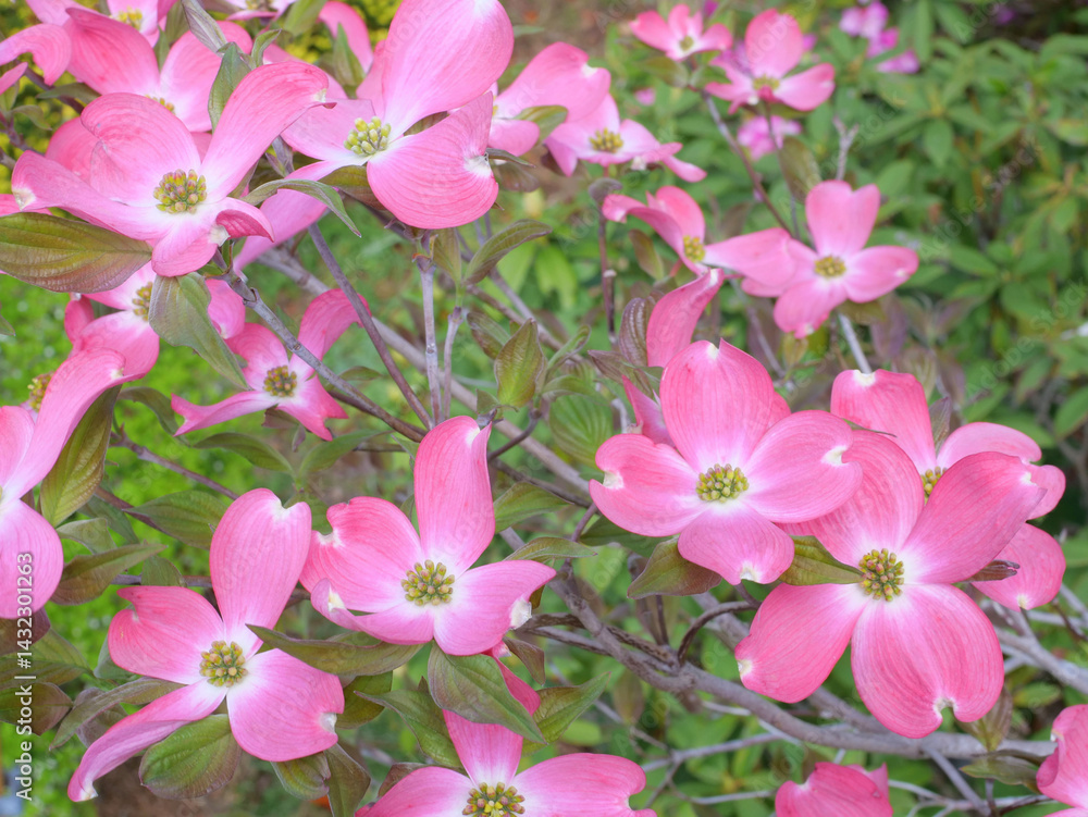 Obraz premium ピンクのハナミズキ