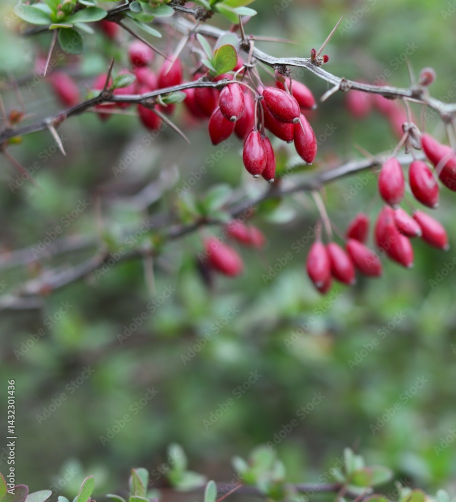 close-up of branch adorned with clusters of elongated red berries, delicate green leaves and sharp thorns, blurred foliage in background. organic food, edible berries, natural background concept. close-up of branch adorned with clusters of elongated red berries, delicate green leaves and sharp thorns, blurred foliage in background. organic food, edible berries, natural background concept.