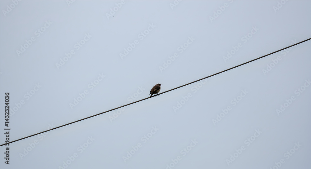 Lone Starling Perched on a Wire Against Pale Blue Sky Serene Scene Lone Starling Perched on a Wire Against Pale Blue Sky Serene Scene