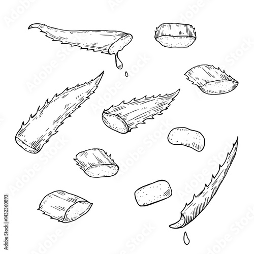 Aloe Vera drawing. Set of hand-drawn black and white vector illustrations of leaves and slices.