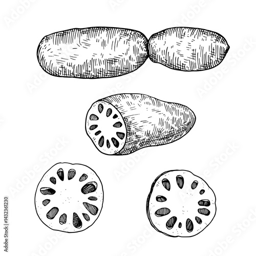 Ink drawing of lotus root. Vector black and white illustration.