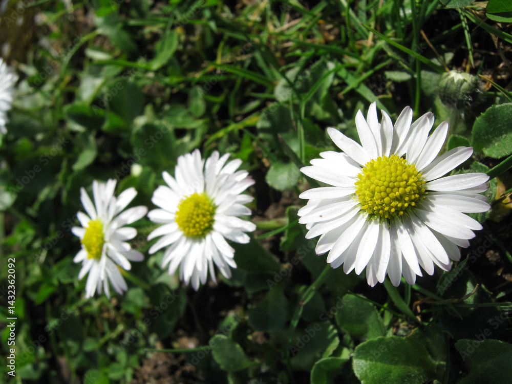 Obraz premium English Daisies Out In The Park