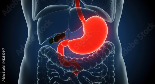 Stomach Pain Anatomy Abdomen Digestive Ulcer Gastric