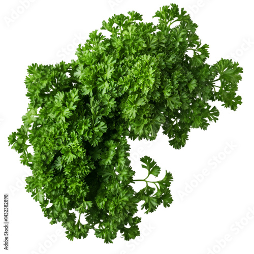 Parsley isolated on white background
