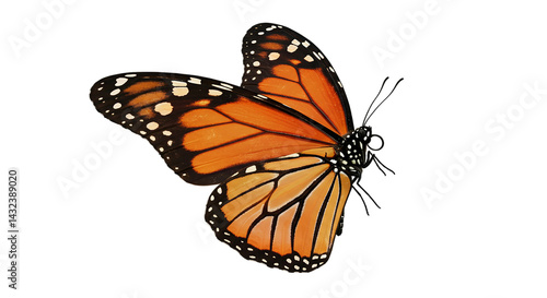 A close up view of a monarch butterfly with orange and black wings on a black background image photo