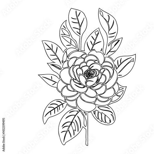 Elegant contoured rose with delicately veined leaves, against a clean white backdrop
