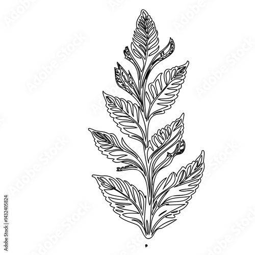 Botanical illustration: Delicate fern frond contour drawing on white background
