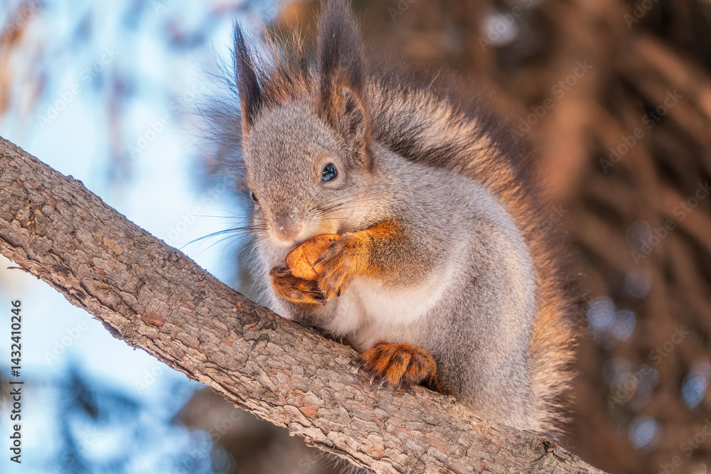 Fototapeta premium The squirrel with nut sits on tree in the winter or late autumn