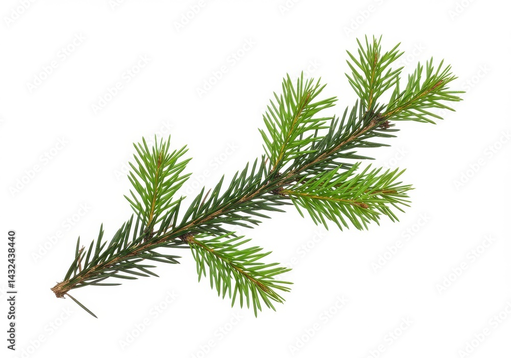 Naklejka premium Close up shot of a single evergreen tree branch with needles isolated on a white background view