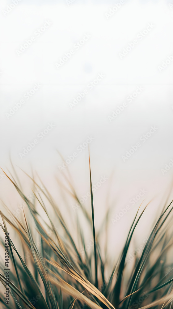 Nature's Grasses: Blades Sway Gently in Breeze Nature's Grasses: Blades Sway Gently in Breeze