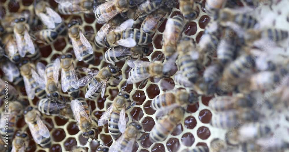 Numerous bees gathered closely together on honeycomb actively working and moving around. Honeycomb cells filled with dark liquid nectar in hive