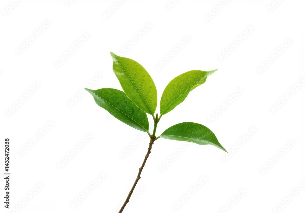 Fototapeta premium Vibrant green leaves sprout symbolizing new growth and spring s arrival isolated on white background with bright lighting