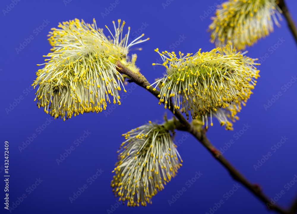 Vibrant Willow Catkins Blooming Against a Blue Backdrop