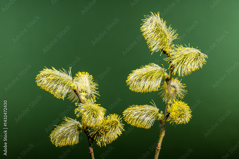 Vibrant Willow Catkins Blooming Against a green Backdrop