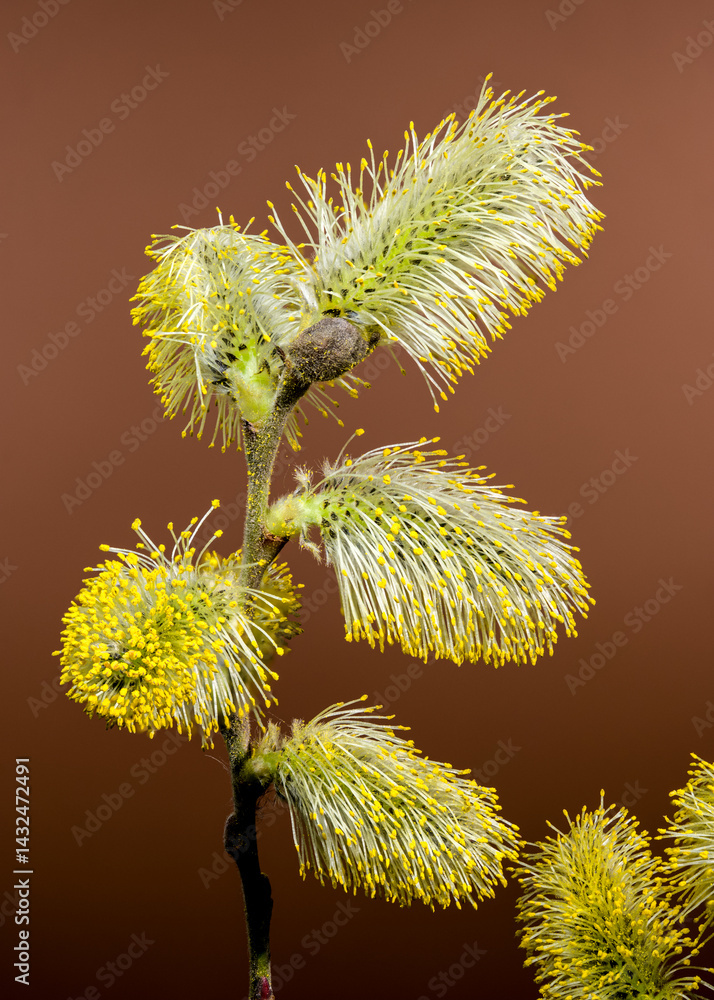Vibrant Willow Catkins Blooming Against a brown Backdrop
