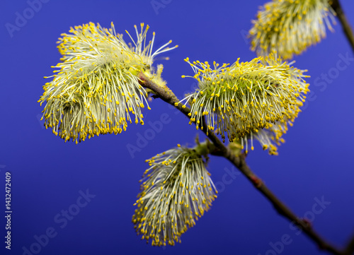 Obraz na płótnie Vibrant Willow Catkins Blooming Against a Blue Backdrop w salonie