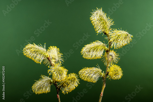 Obraz na płótnie Vibrant Willow Catkins Blooming Against a green Backdrop w salonie