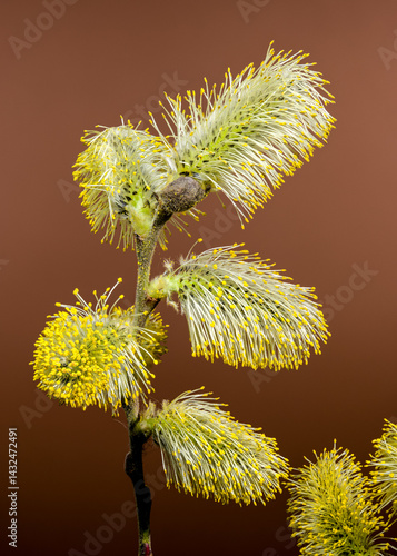 Obraz na płótnie Vibrant Willow Catkins Blooming Against a brown Backdrop w salonie