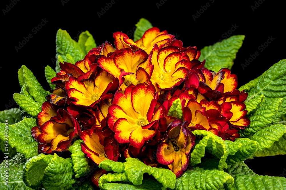 Vivid red Primula Bloom with Dew Drops