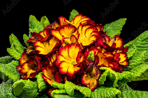 Obraz na płótnie Vivid red Primula Bloom with Dew Drops w salonie