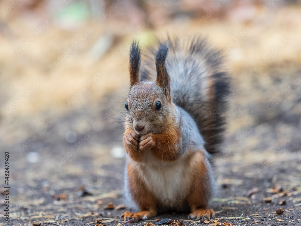 Fototapeta premium Squirrel in autumn hides nuts on the green grass with fallen yellow leaves