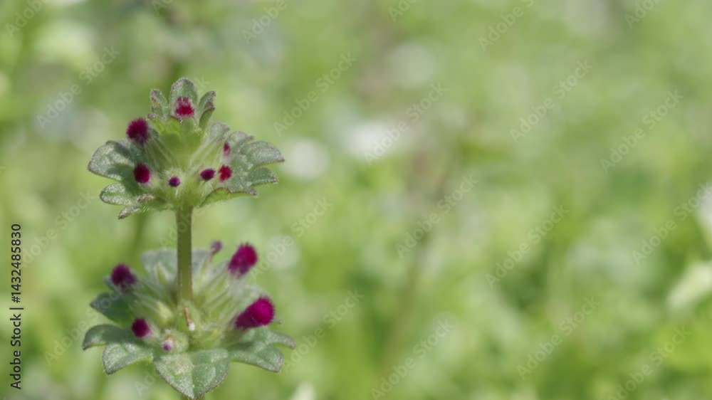 Tiny wildflower swaying in spring breeze Tiny wildflower swaying in spring breeze