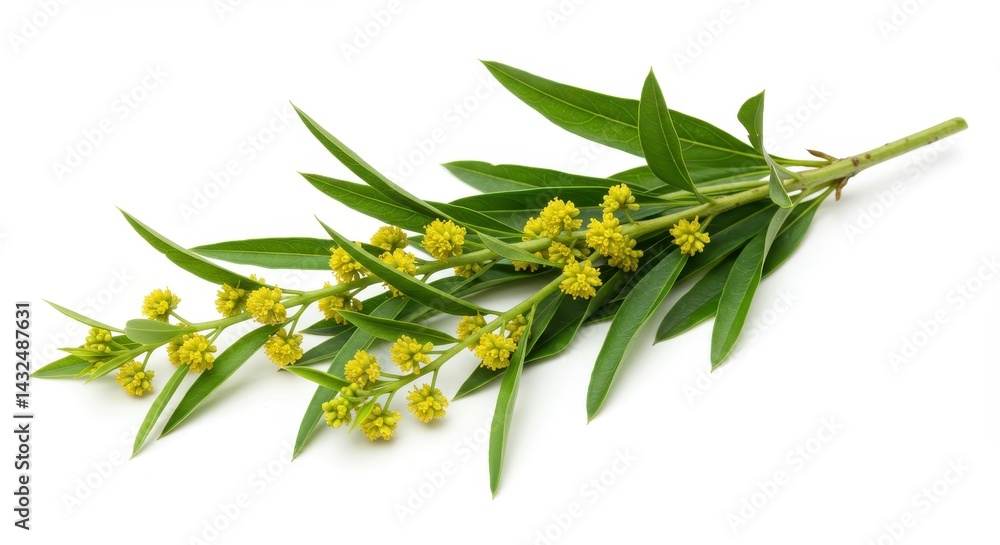Obraz premium A sprig of blooming mimosa with green leaves on a white background in a close up studio shot