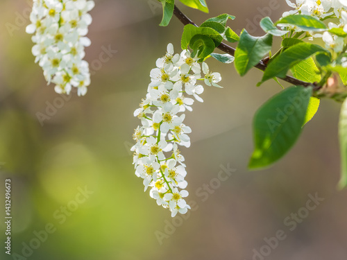 White flowers blooming bird cherry. Close-up of a Flowering Prunus padus Tree with White Little Blossoms