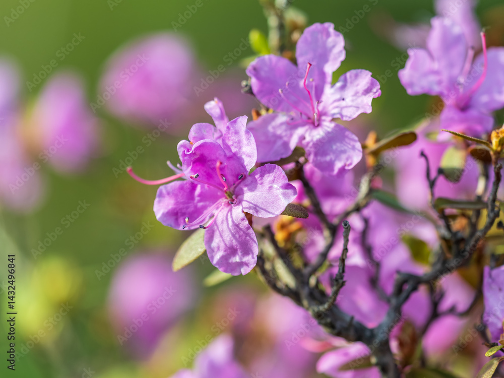 Pink flowers of Siberian rhododendron copy space. Rhododendron dauricum. Spring flowering of Altai rhododendron. Pink flowers of Siberian rhododendron copy space. Rhododendron dauricum. Spring flowering of Altai rhododendron.