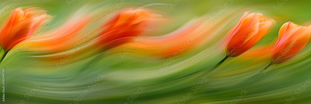 Orange Tulips Dance in Spring Breeze