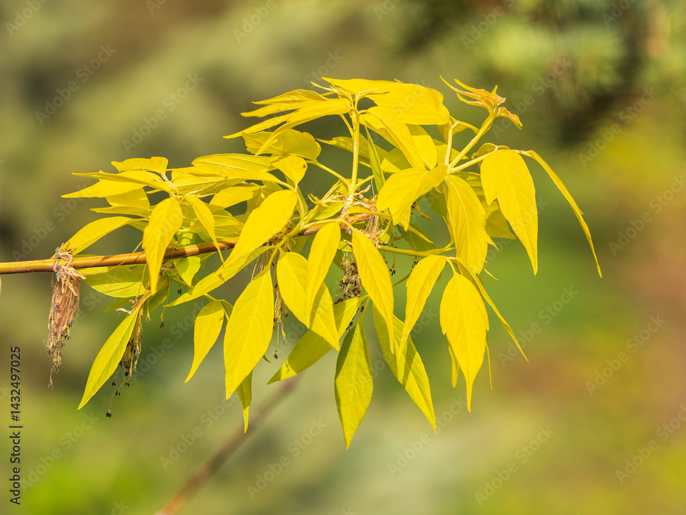 Acer negundo, Box elder, boxelder, ash-leaved and maple ash, Manitoba, elf, ashleaf maple male inflorescences and flowers on branch outdoor. Acer negundo, Box elder, boxelder, ash-leaved and maple ash, Manitoba, elf, ashleaf maple male inflorescences and flowers on branch outdoor.
