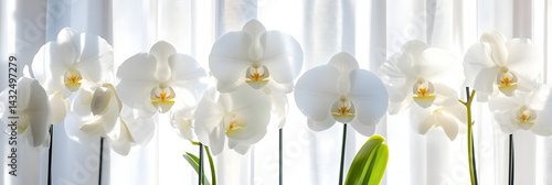 Obraz na płótnie White Orchids Bloom Brightly in Sunlight w salonie