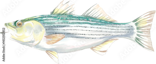 Painting of striped bass fish in detailed style