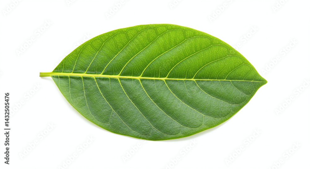 Obraz premium Isolated jackfruit leaf on a white background, generative ai