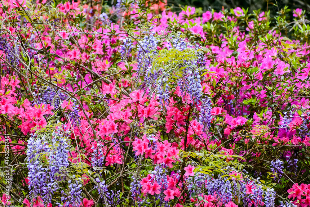 Obraz premium Spring Flowers - Eastern Tiger Swallowtail Butterfly on an Azalea Shrub